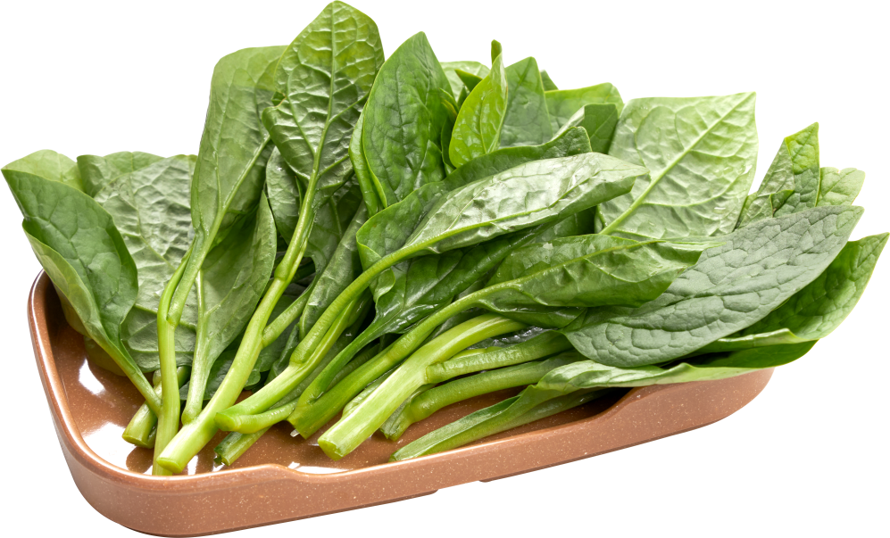 RAU MỒNG TƠI/ Malabar Green Spinach